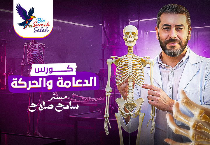 الحصة الثانية | الدعامه في الانسان | العمود الفقري